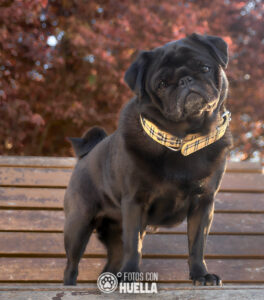 21 03 23DSC 3009 1 264x300