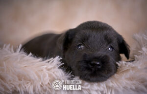 TAJINASTES01802 300x193