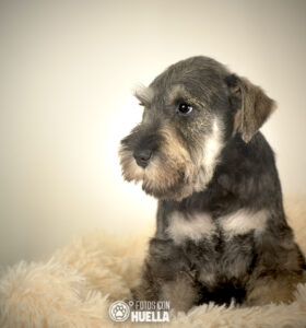 TAJINASTES01865 280x300