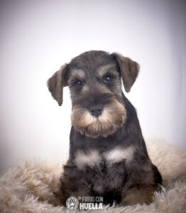 TAJINASTES01871 262x300