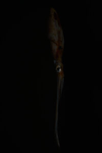 nFuco Reyes Conceptual16 1 200x300