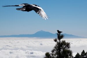 241481888 4337331956384383 9141646867693807109 n 300x200