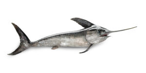 020 peix espassa 300x150