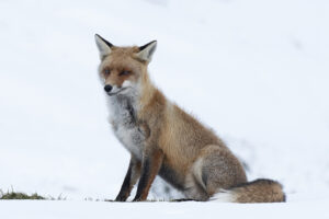 VGP 1280 copia 2 300x200