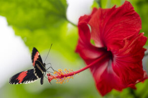 VGP 3440 copia 300x200