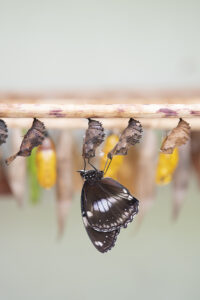 VGP 3497 copia 200x300