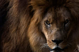 VGP 8920GENIALenana 300x200