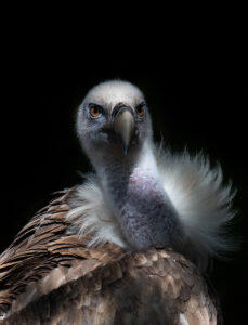 VGP 9247 copia 229x300