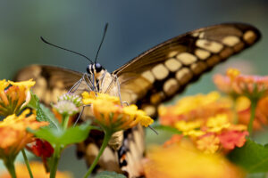 marpiVGP 5356 copia 300x200