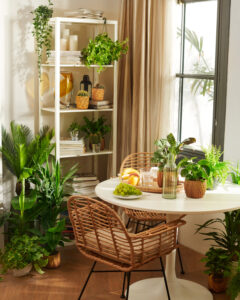 URBAN JUNGLE 8 5x5 1 240x300