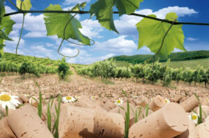 Fotografia publicitaria 9 300x198