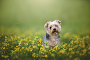 RutCasanellas BanBan3 SF 300x200