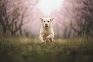 RutCasanellas Bolskan3 SF 300x200