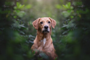 RutCasanellas ElectraDjango3 SF 300x200