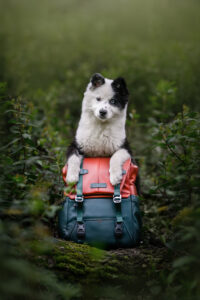 RutCasanellas Finn5 SF 200x300