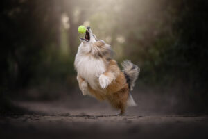 RutCasanellas HarryCooper1 SF 300x200