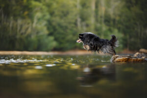 RutCasanellas HarryCooper25 SF 2 300x200