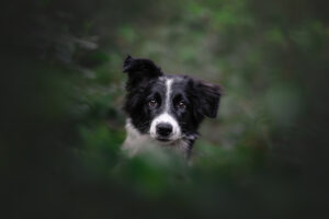 RutCasanellas KiwiCheddar4 SF 300x200