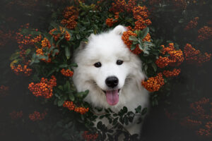 RutCasanellas Max10 SF 300x200