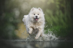 RutCasanellas Max20 SF 300x200