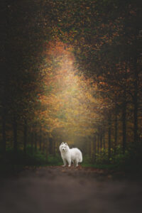 RutCasanellas Nanuq1 SF 200x300