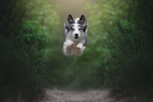 RutCasanellas Ryuk13 SF 300x200