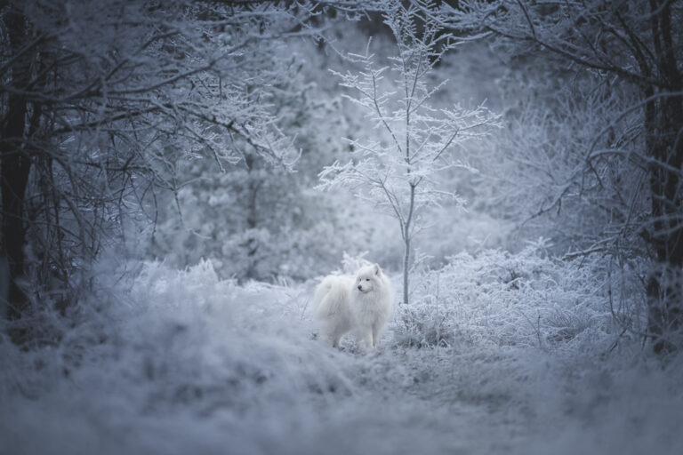 RutCasanellas Samy47 SF 768x512