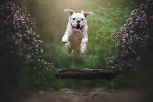 RutCasanellas SidraGroot4 SF 300x200