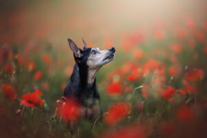 RutCasanellas TobyNegrita1 SF 300x200