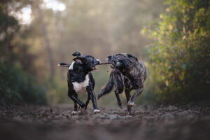 RutCasanellas TroNit8 SF 300x200