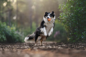 RutCasanellas Turca5 SF 300x200